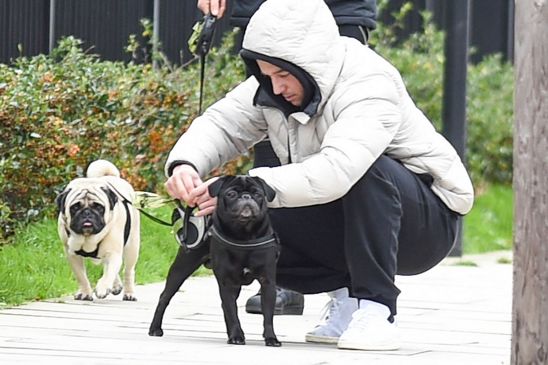 Mesut Ozil and a friend walking his ex-girlfriend Mandy Capristo's white pug and his dog Balboa